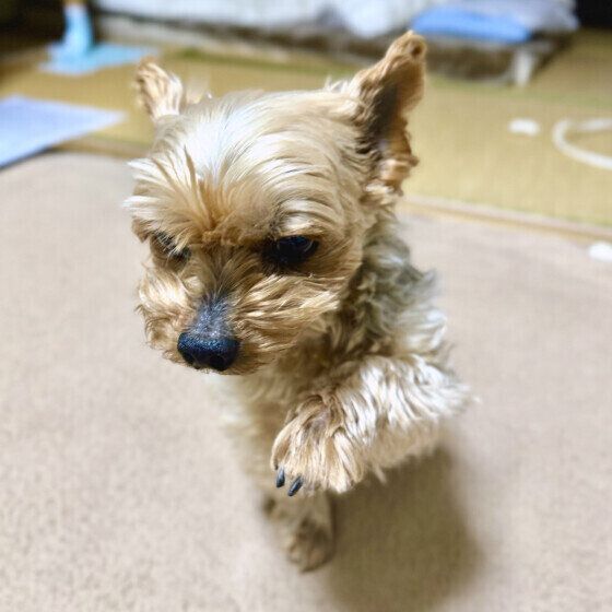 ヨークシャー・テリア いぬのきもち