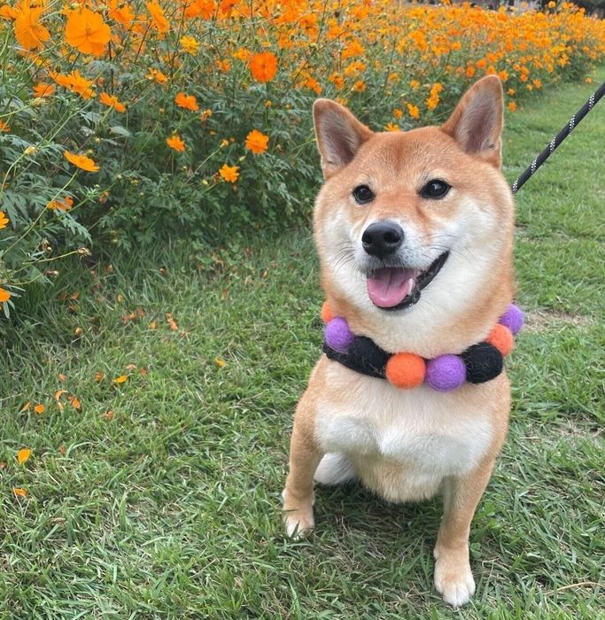 お出かけを楽しむおだしくん