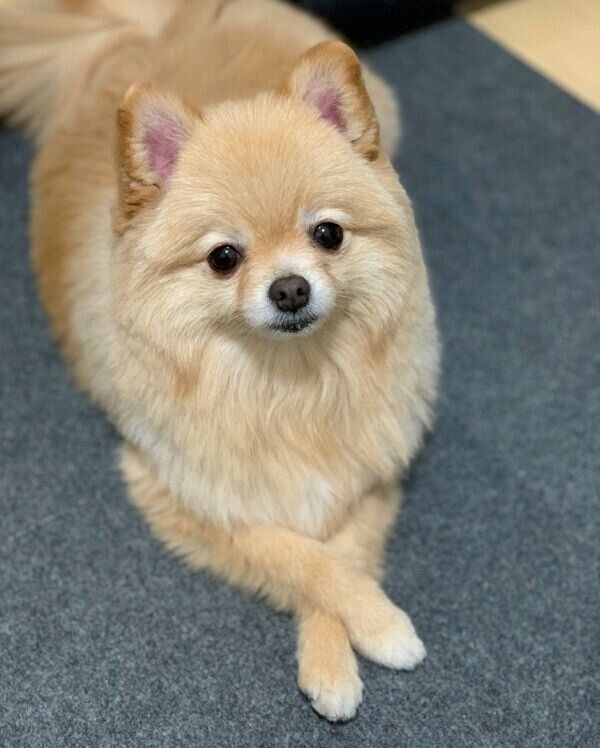 前足を組むポメくん