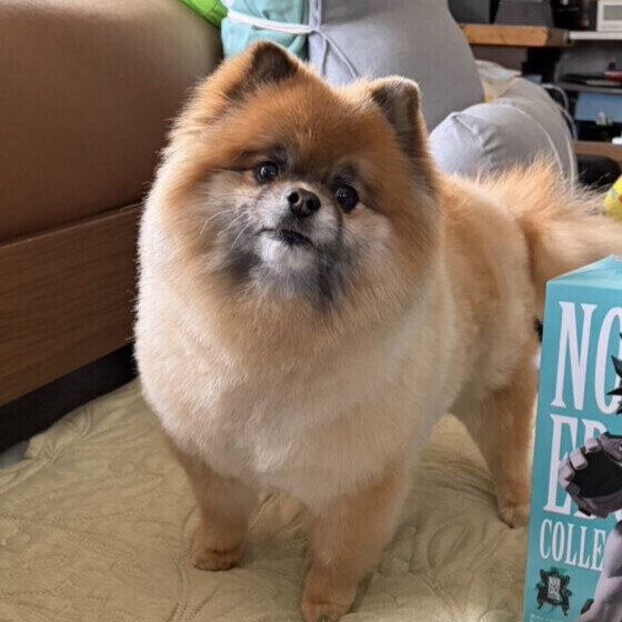 トリミングですっきりしたポメラニアン