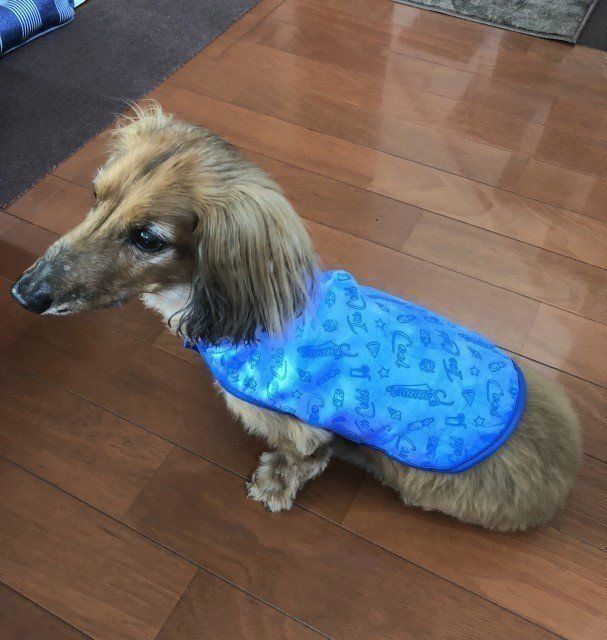 ひんやりベストを愛犬に着せてみた