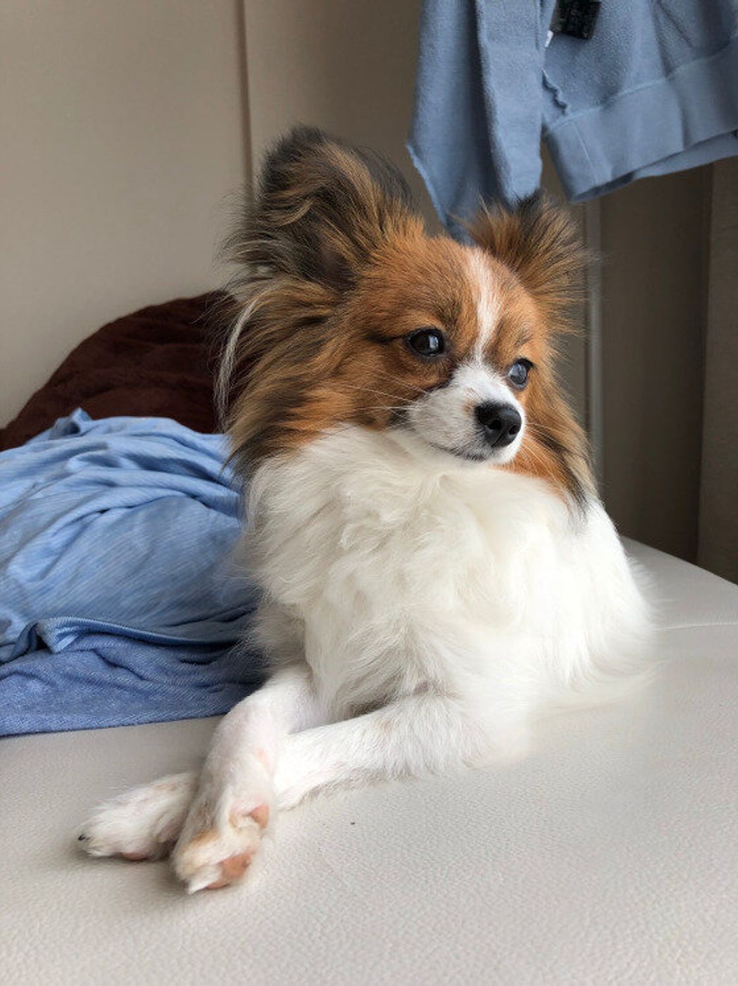 犬の 足クロス にはどんな意味がある かわいい画像もご紹介 いぬのきもちweb Magazine 犬の 足クロス にはどんな意味がある かわいい画像もご紹介 いぬのきもちweb Magazine