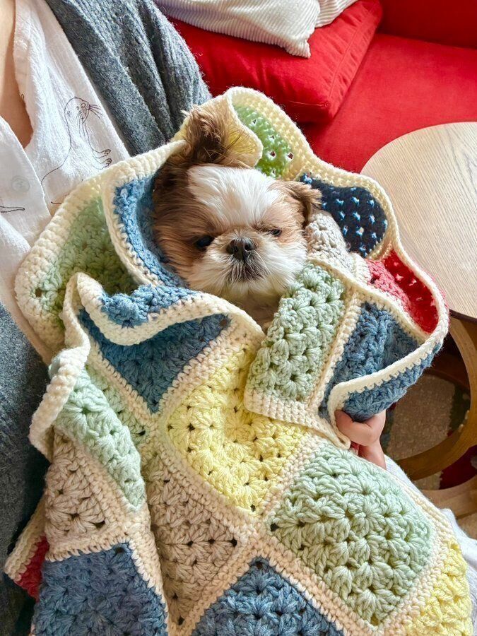 「ブランケットに包まれ寝る姿がかわいらしく撮影した1枚」なのだとか