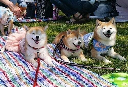柴犬トリオ、みんなにっこにこ♡
