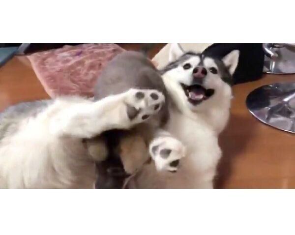 驚くアルカちゃん