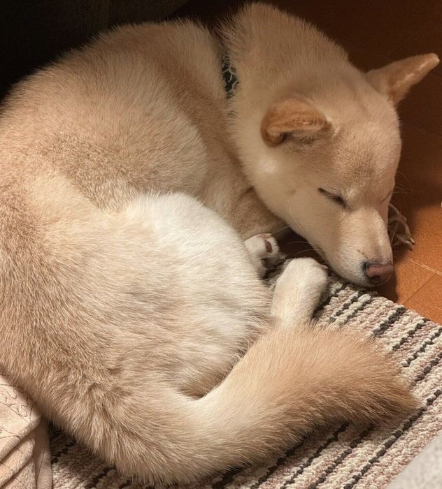 気持ちよさそうに眠る銀くん