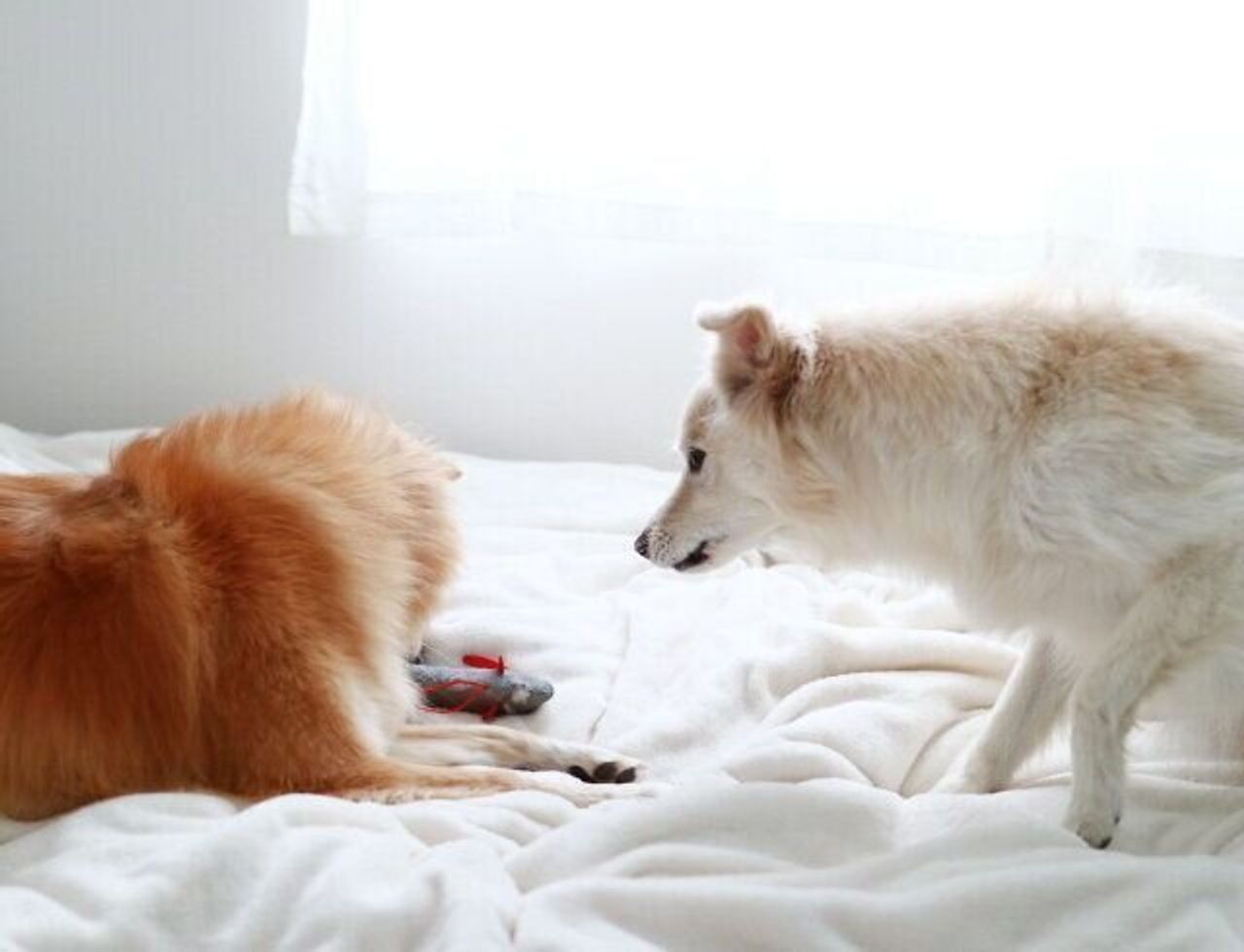 犬の方が懐が深い 穴澤賢の犬のはなし いぬのきもちweb Magazine 犬の方が懐が深い 穴澤賢の犬のはなし いぬのきもちweb Magazine