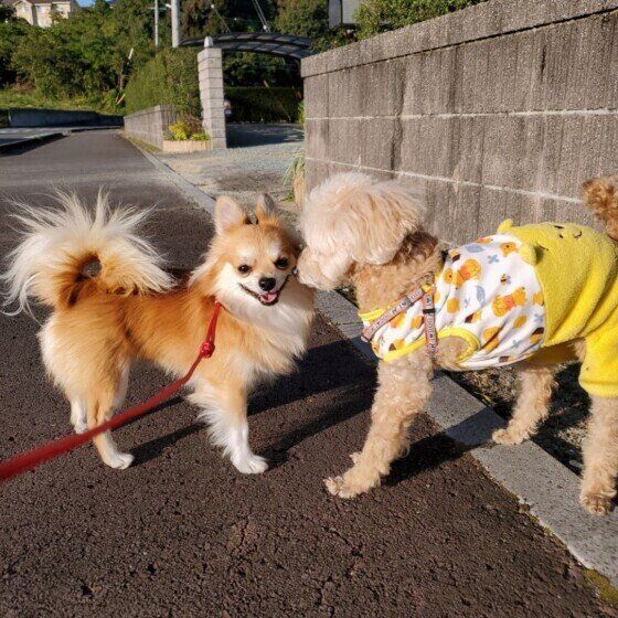 チワワ　くんくん おはよう！