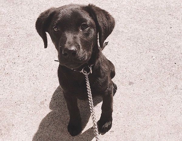 見つめるラブラドール・レトリーバー