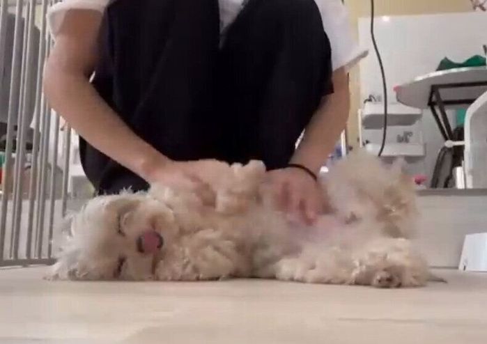 トリマーさんに甘えるぽたちゃん