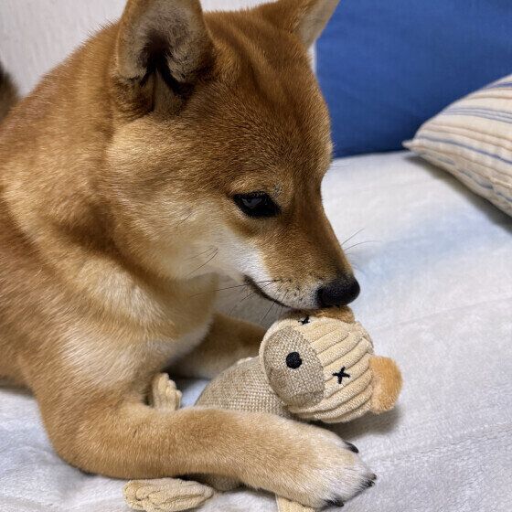 柴の寅二郎くん