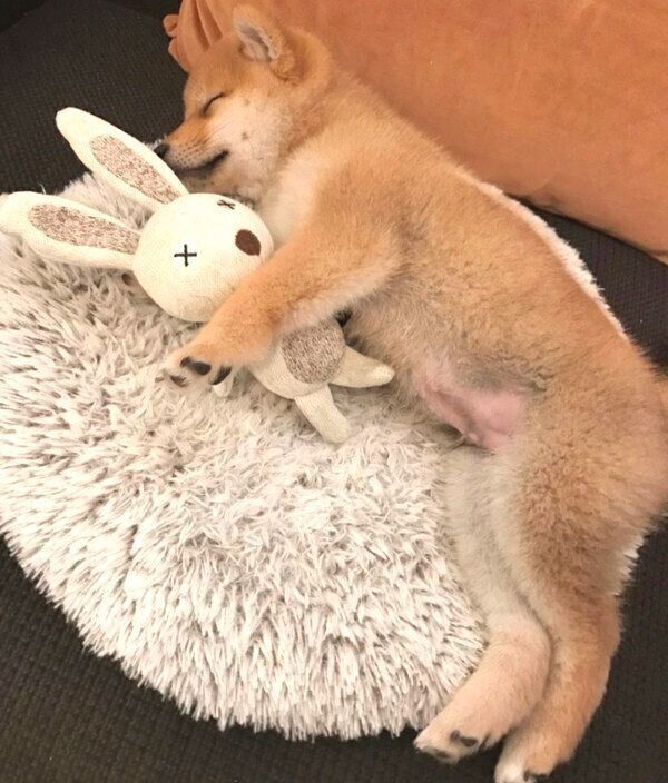 気持ちよさそうに眠るこたろうくん