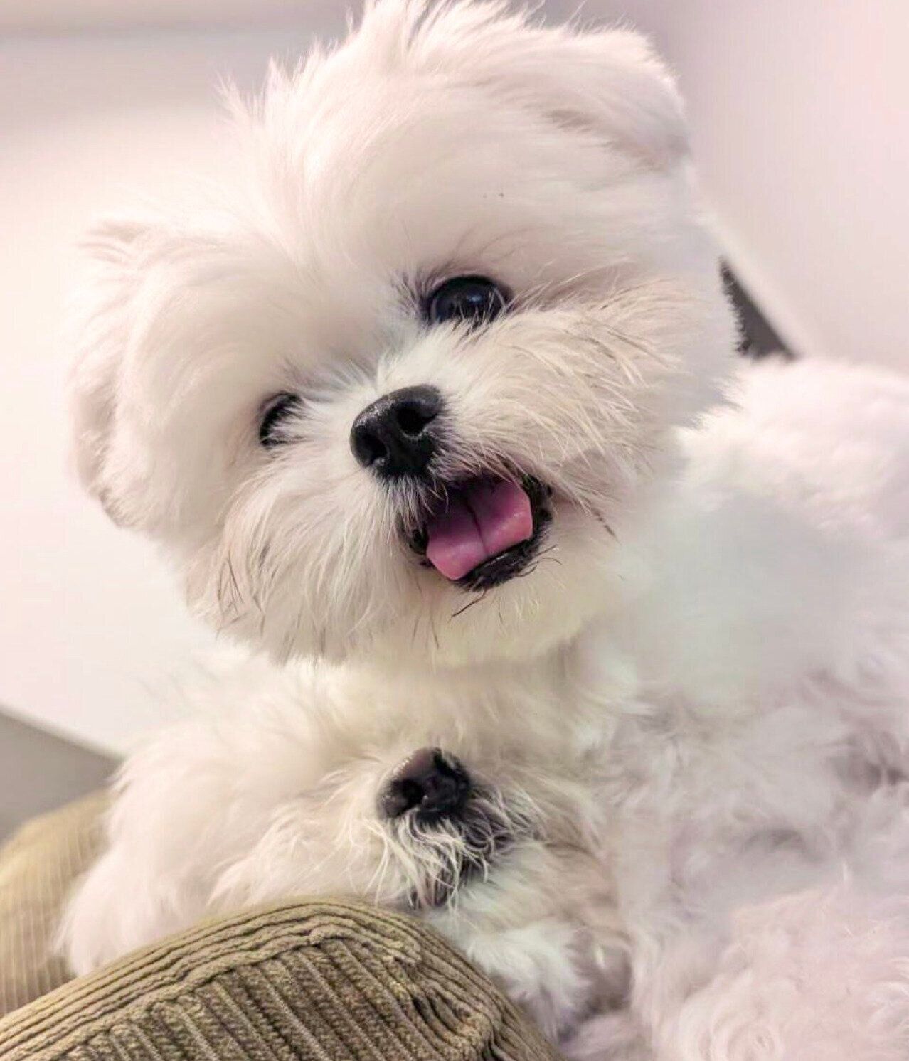 わむうくんをムギュッと潰してしまうチーズちゃん