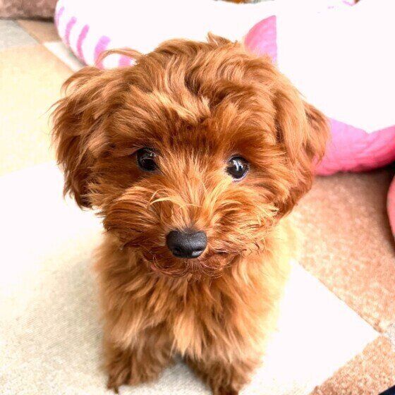 外出先で犬がトイレを我慢しちゃう お出かけ中にトイレをしない場合の対処法 いぬのきもちweb Magazine