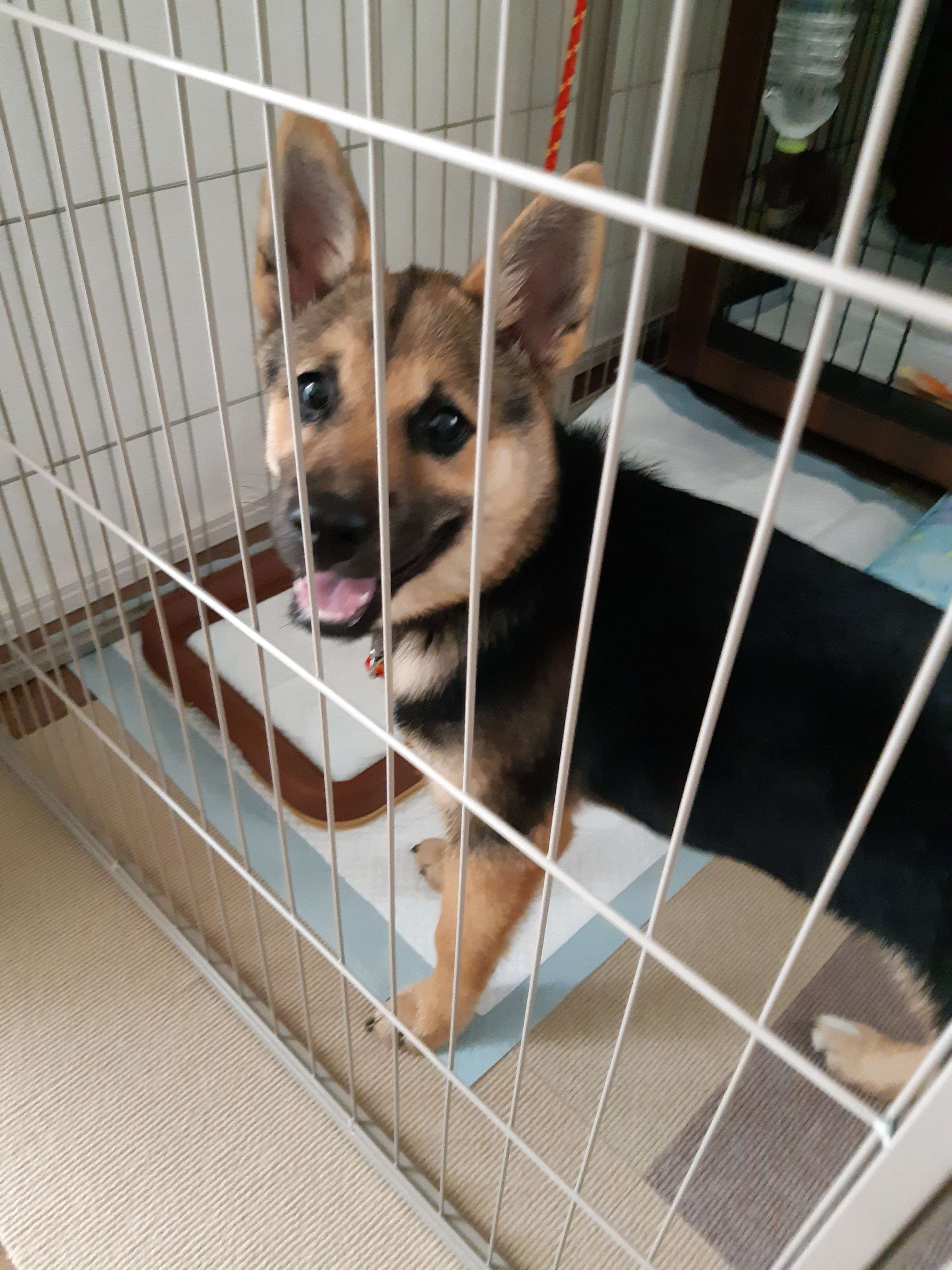 飼い主さんを見つめるりんちゃん