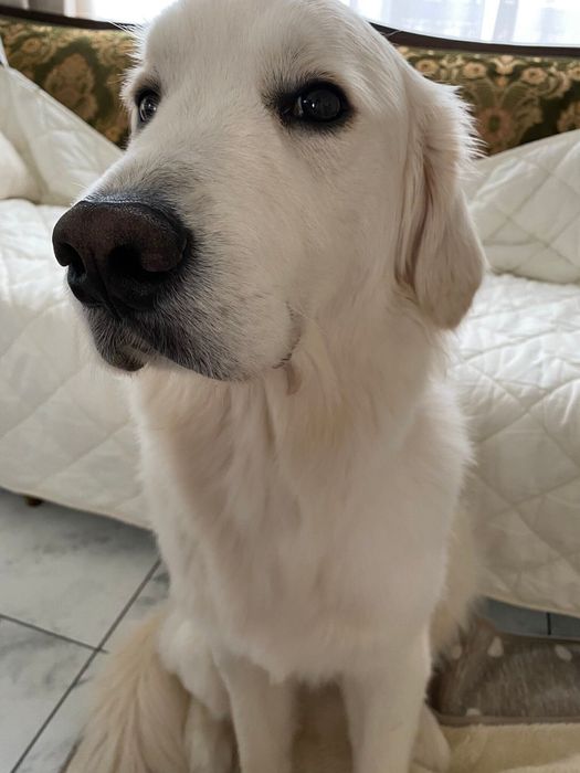 飼い主さんを見つめるアスランくん 表情豊かでステキ