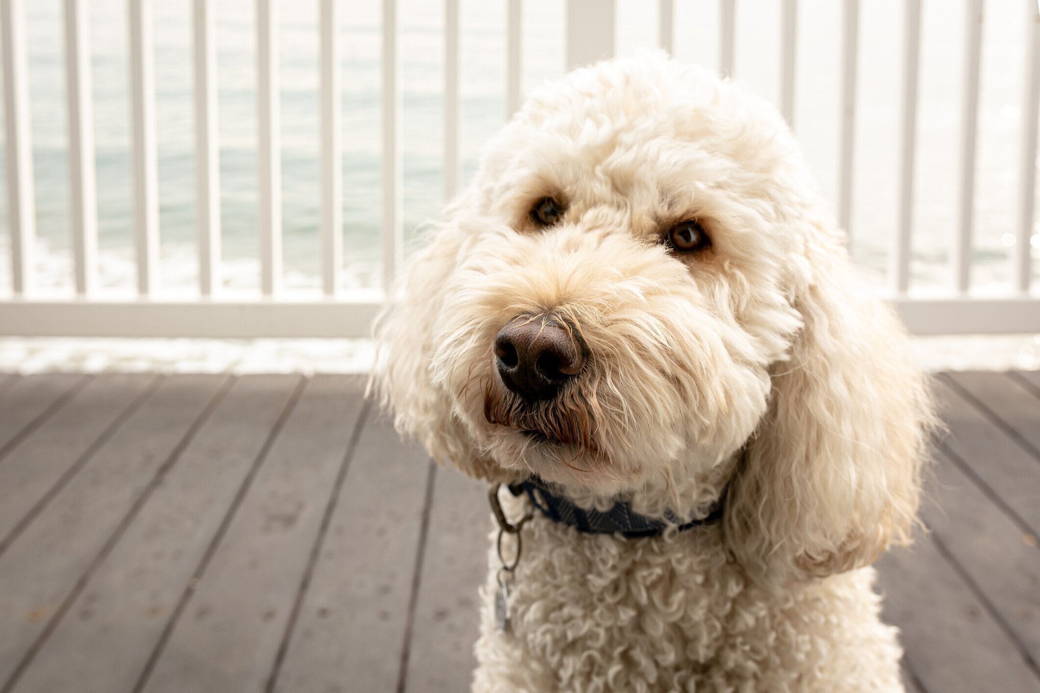 ラブラドゥードルヘッドショット