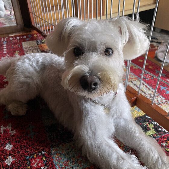 ミニチュア・シュナウザー いぬのきもち