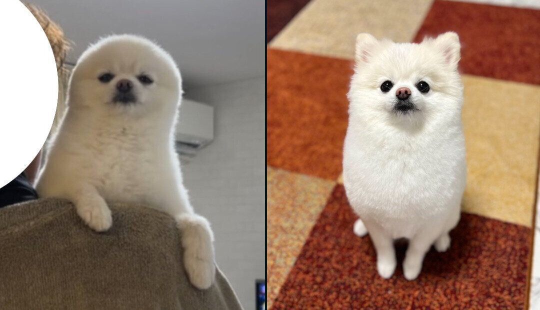 別犬のようなぽんちゃん
