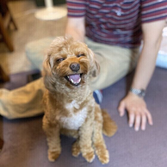 犬の体の「できもの」を早期に発見するために知っておきたいこと いぬのきもち