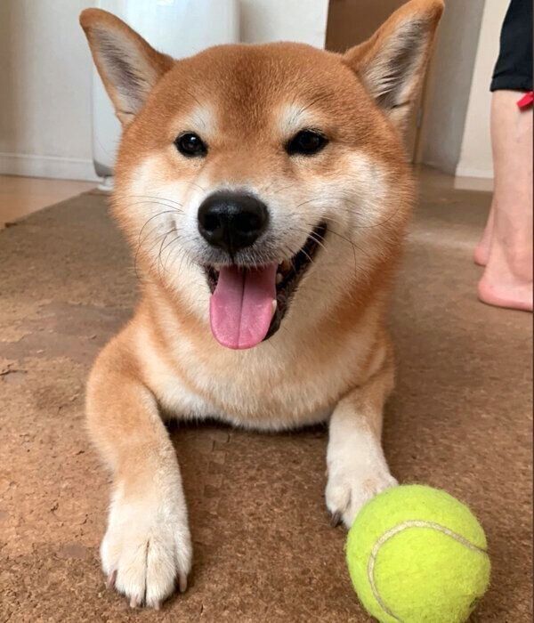 ボール遊びに誘うこたろうくん