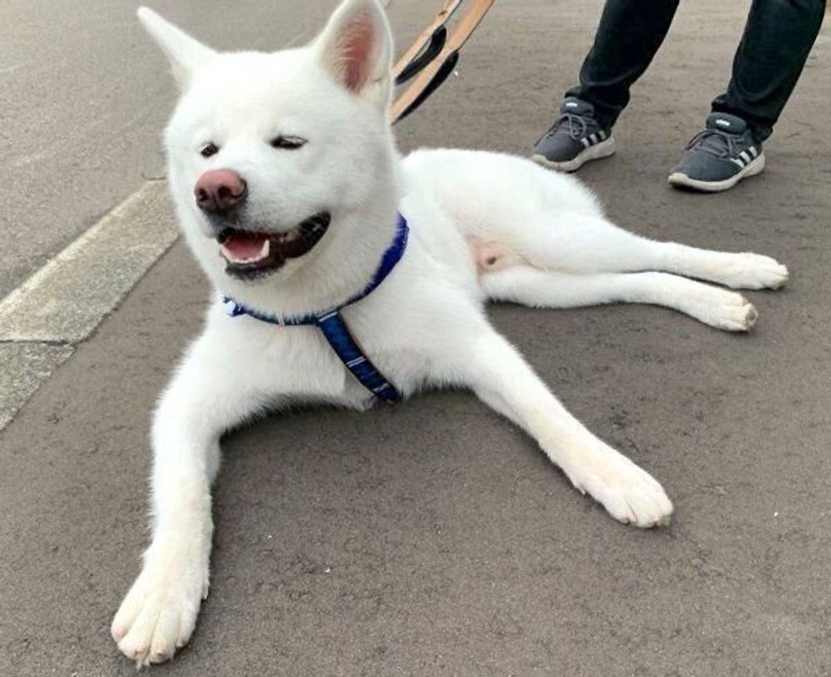 鏡で自分を見て固まる秋田犬が可愛い 最高のおねだり顔 には思わず笑いも いぬのきもちweb Magazine 鏡で自分を見て固まる秋田犬が可愛い 最高のおねだり顔 には思わず笑いも いぬのきもちweb Magazine