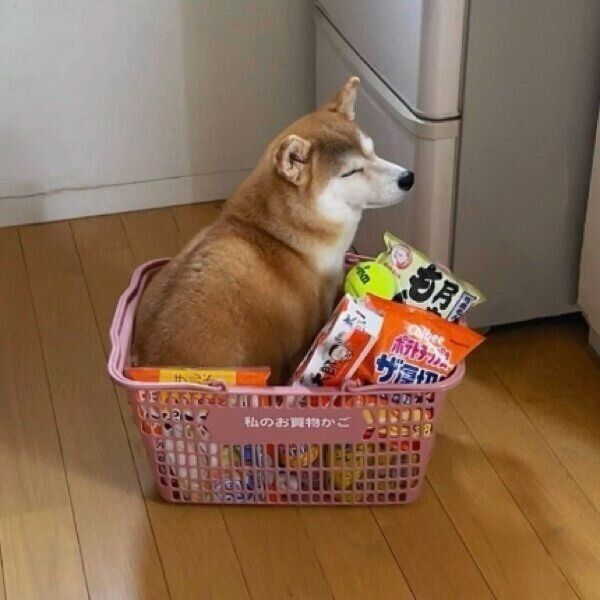 買い物カゴにもすっぽりのももちゃん