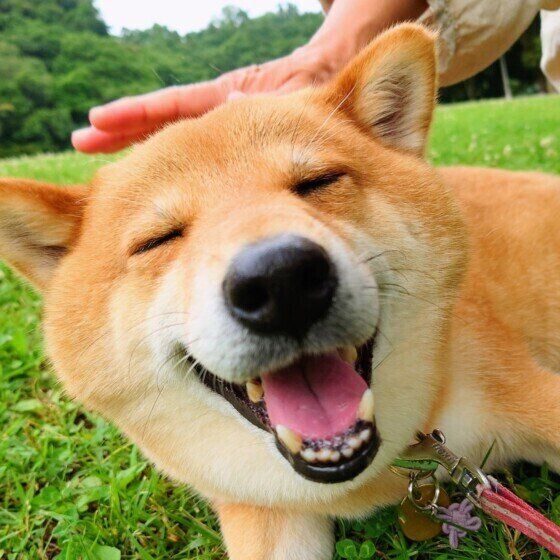 柴犬のおはぎ君