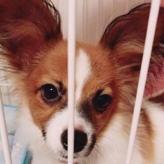 どアップがキュート♪パピヨンの琥珀くん