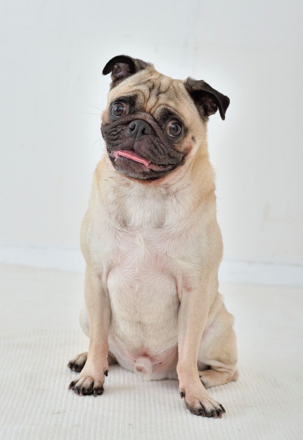 犬を叱るとかえって状況が悪化する 愛犬を叱ることで起こる行動こと いぬのきもちweb Magazine 犬を叱るとかえって状況が悪化する 愛犬を叱ることで起こる行動こと いぬのきもちweb Magazine