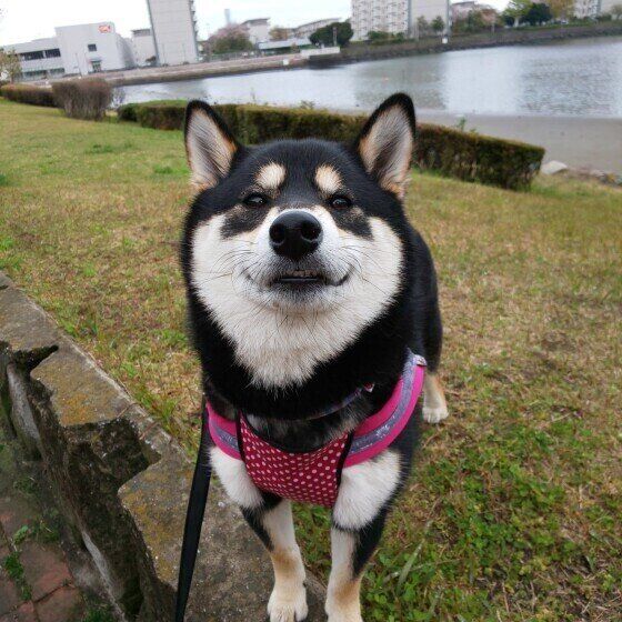 梅雨に多い犬の病気3つ どんな病気にかかりやすい いぬのきもちweb Magazine