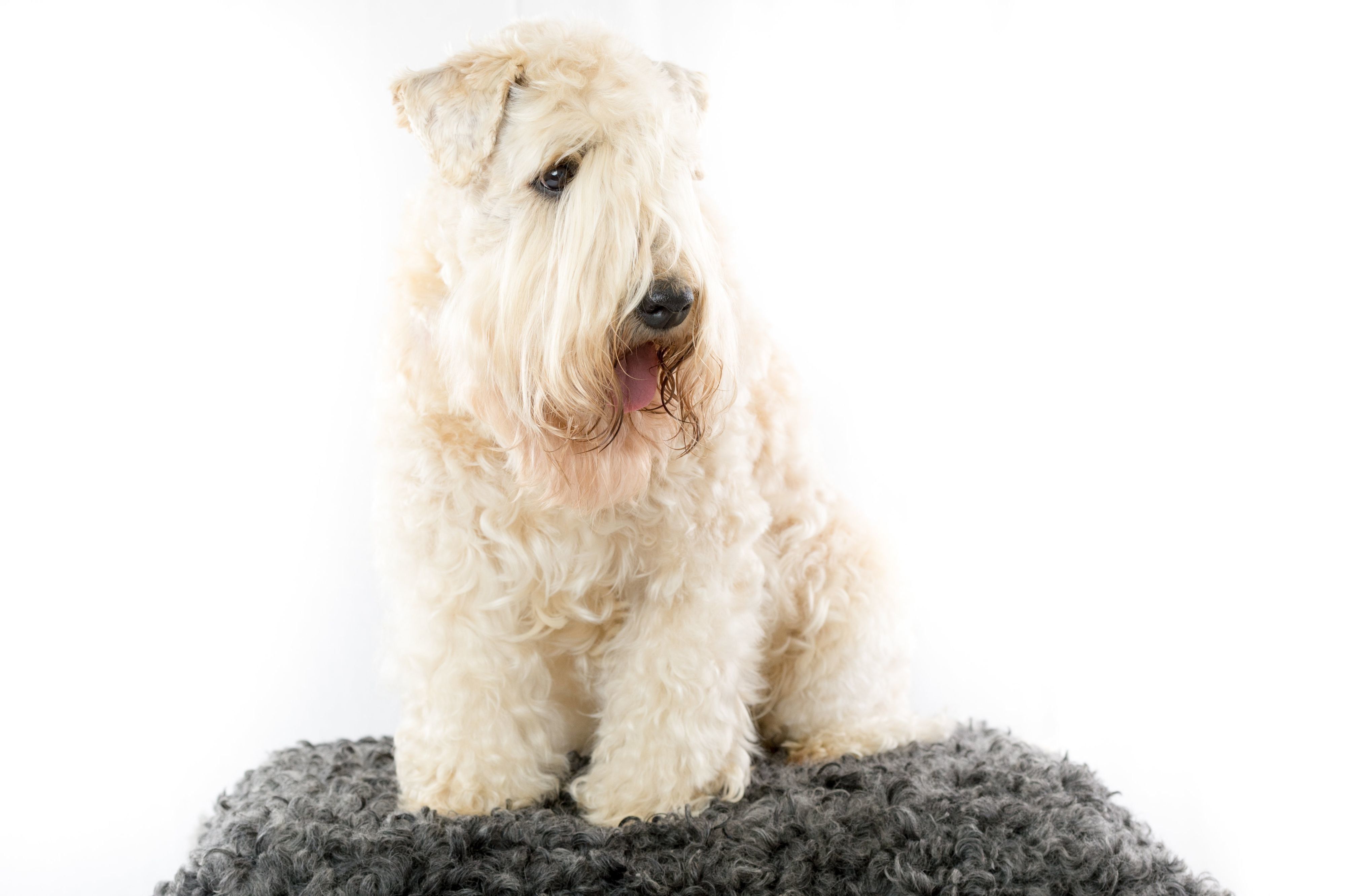 アイリッシュ・ソフトコーテッド・ウィートン・テリア