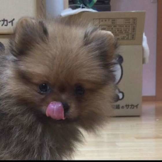 犬にもストレスがかかる？犬連れ引越し体験談と気をつけたこと