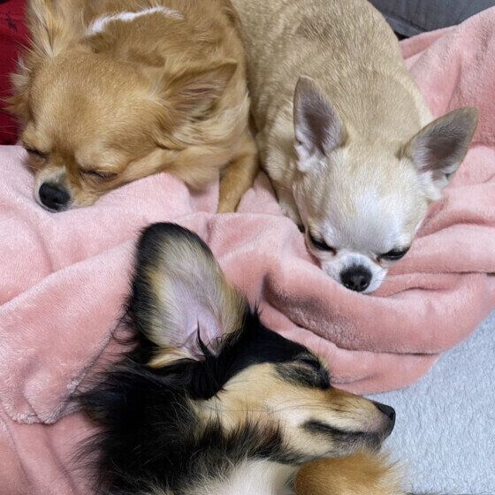 シニア犬を寒さや冷えから守ろう！ 冬の寒さ対策でできること いぬのきもち