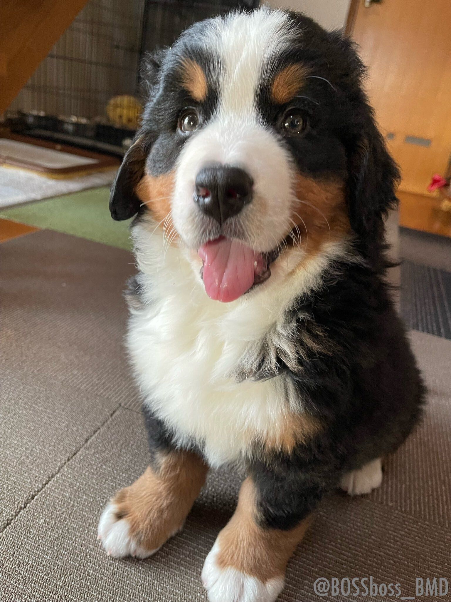 家族に迎えた日のボスくん