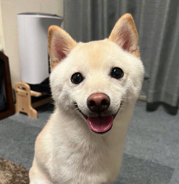 笑顔が可愛いわさびくん