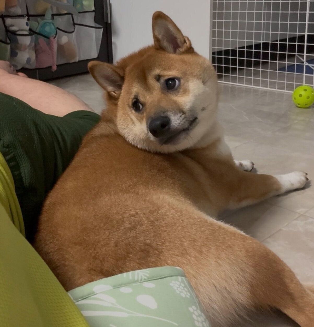 飼い主さんにくっつくこてつくん