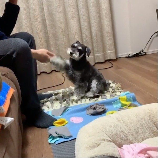 新技を披露するミニチュア・シュナウザー
