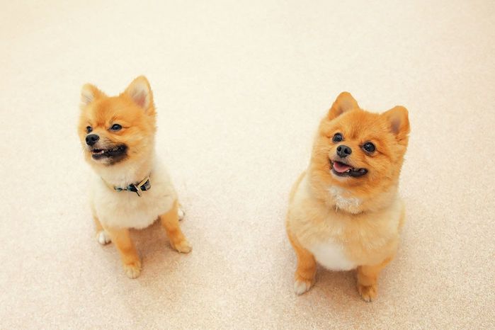 もともと収容犬だった「ししまる」と「ちょろまる」。愛嬌たっぷりの姿が来場者をとりこ