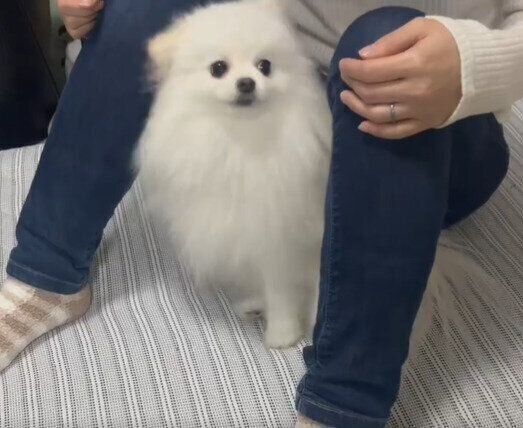 飼い主さんの足の間に入るぴりかちゃん