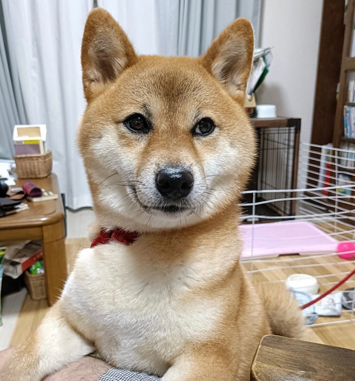 柴犬　ゆずちゃん