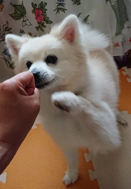 ポメラニアン