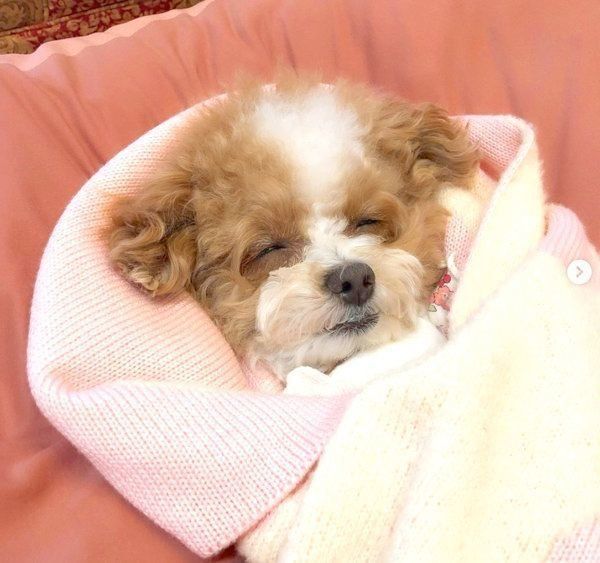 おくるみで包まれるあんずちゃん