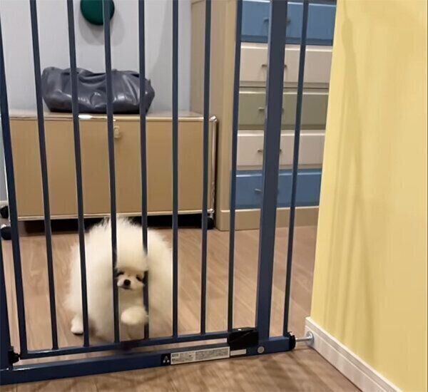 柵を突破しようとするむうちゃん