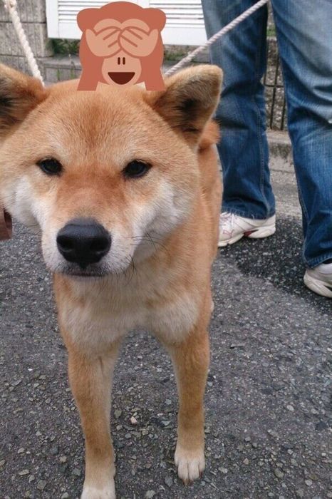 飼い主さんの家に来た初日のテツくん