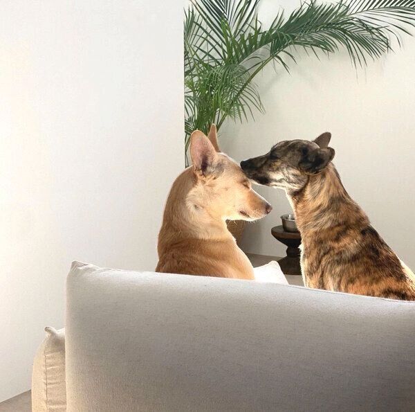 杢くんと土筆ちゃん