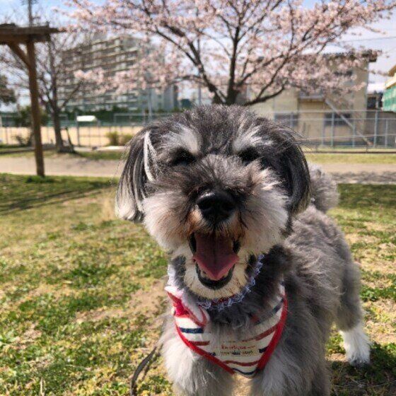 桜の木とミニチュア・シュナウザー