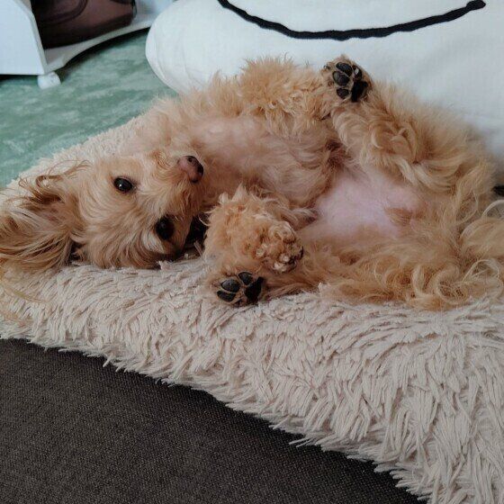 おなかを見せる犬