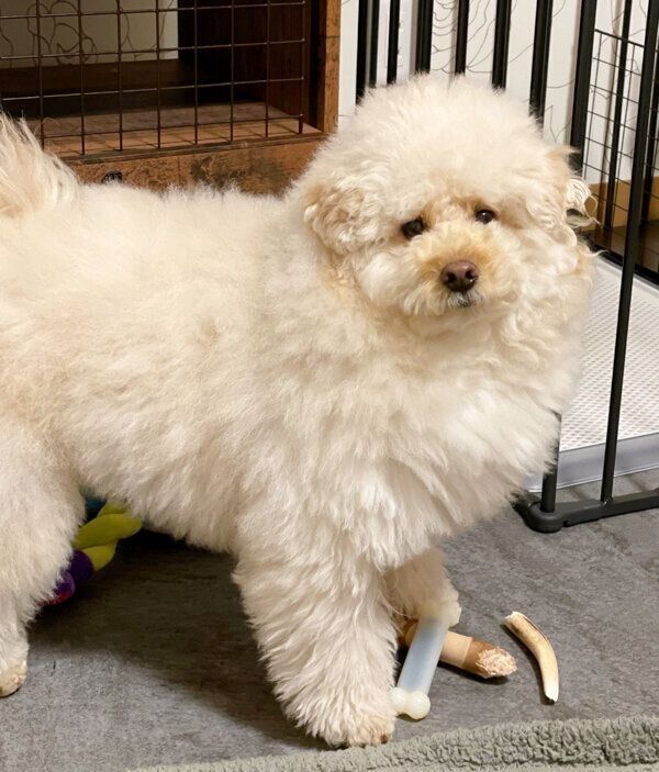 ブラッシングの気分ではないぺんたくん