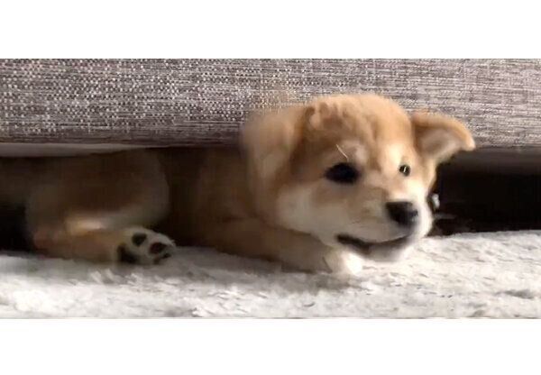 ソファから脱出しようとする唯ちゃん